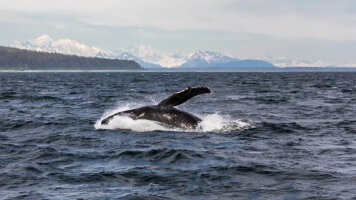 8 Day Vancouver to Seward (Crystal)