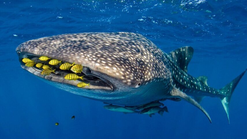 Discover the Pacific: Remote Islands and Tropical Shores