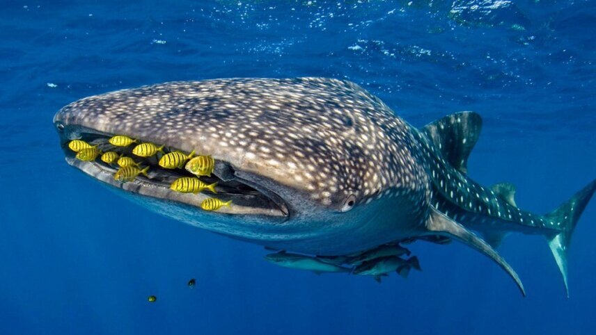 Discover the Pacific: Remote Islands and Tropical Shores