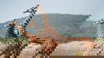 16 Day Safari and The Seychelles (Emerald Cruises)