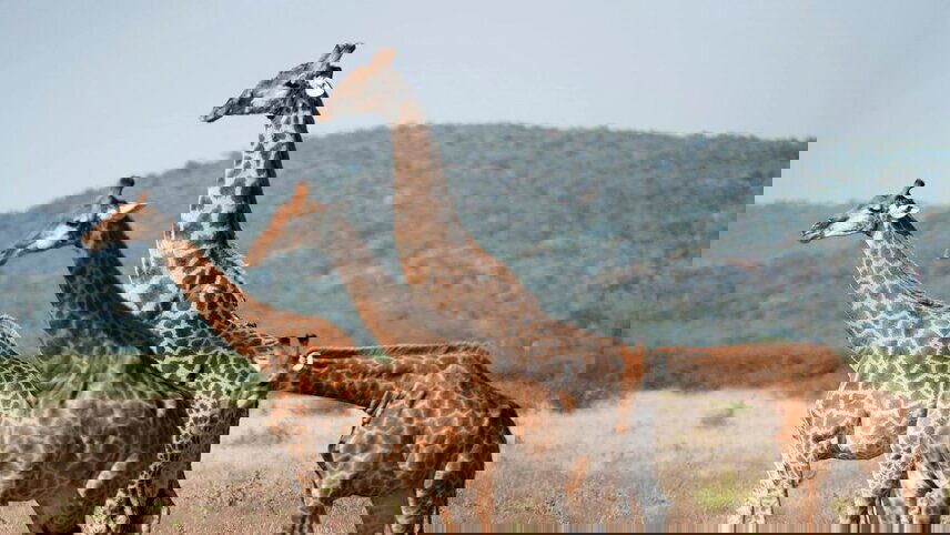 Safari and The Seychelles