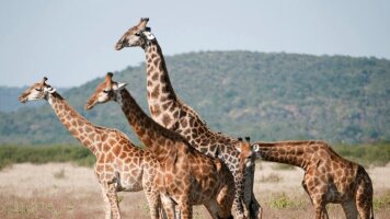 15 Day The Seychelles and Safari - Cruise & Land Journey (Emerald Cruises)