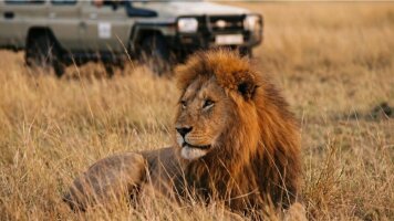 21 Day Safari, The Seychelles and Indian Ocean (Emerald Cruises)