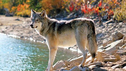 25 Day Rockies Grandeur, Alaska Inside Passage Cruise and Highlights of Eastern Canada (Emerald Tours)