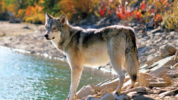 26 Day Rockies Grandeur, Alaska Cruise & Best of the East (Emerald Tours)