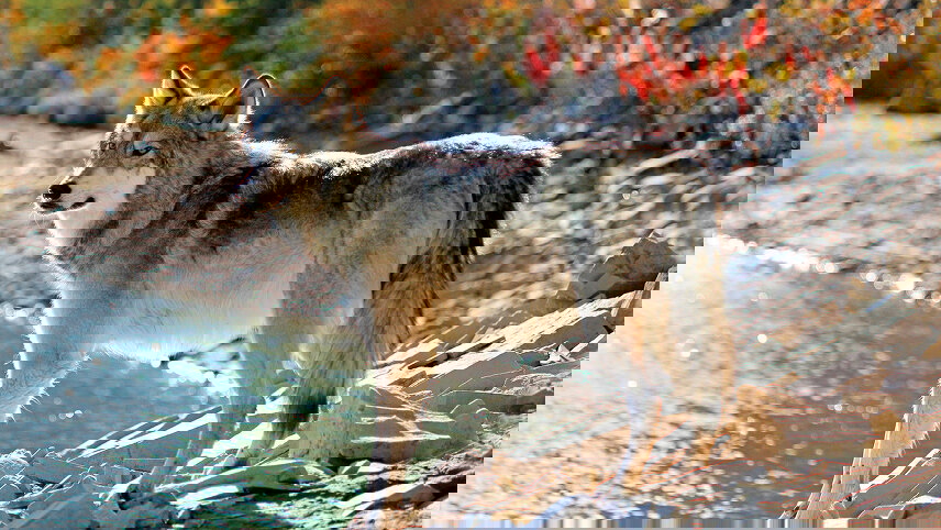 Rockies Grandeur, Alaska Inside Passage Cruise and Highlights of Eastern Canada