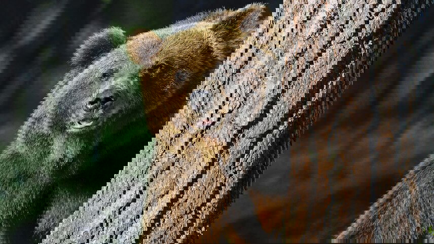 Rockies Grandeur & Best of the East