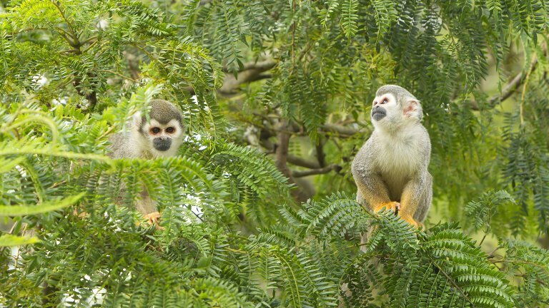Highlights of Ecuador: Andes to Amazon