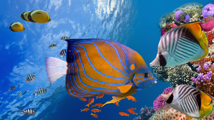 Belize Reef & Ruins
