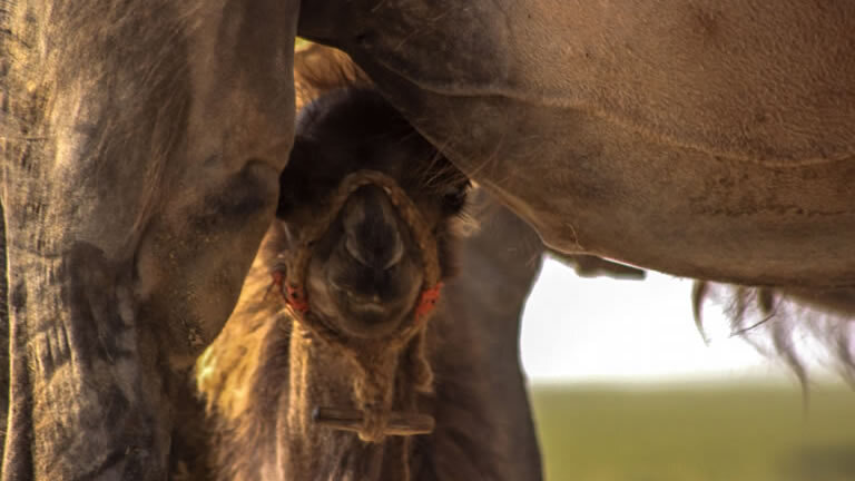 Mongolia Golden Eagle Festival