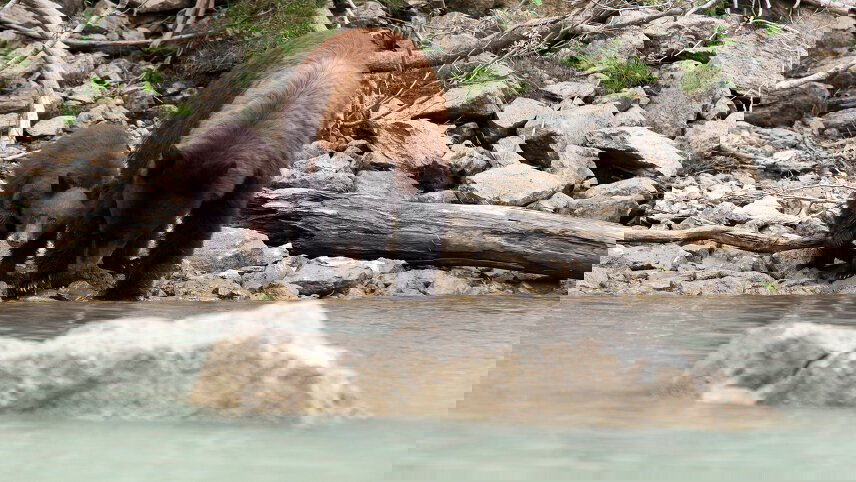 Discover the Canadian Rockies: Jasper to Banff