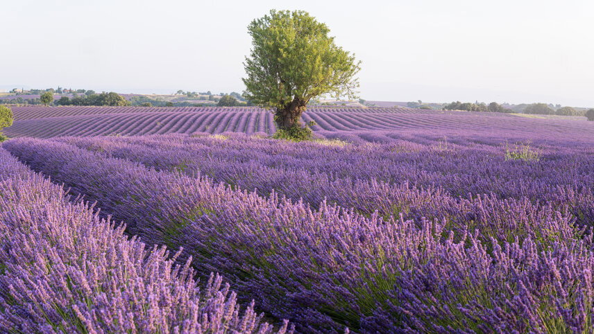 Discover Provence