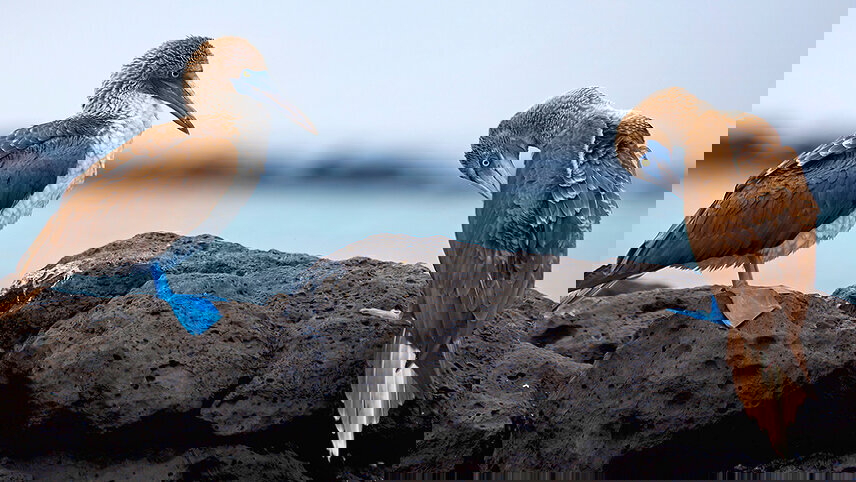 Island Hopping in the Galapagos