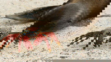 9 Day Island Hopping in the Galapagos (Exodus)