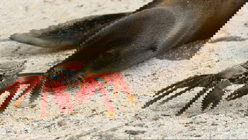 Island Hopping in the Galapagos