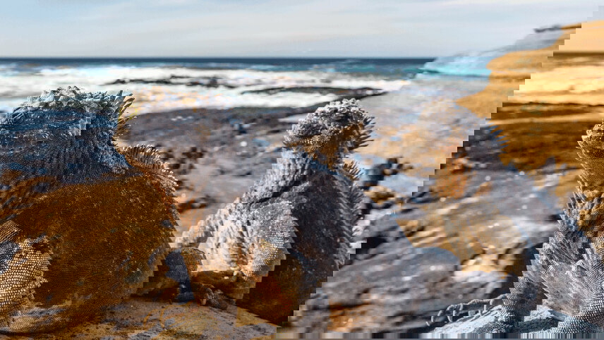 Island Hopping in the Galapagos