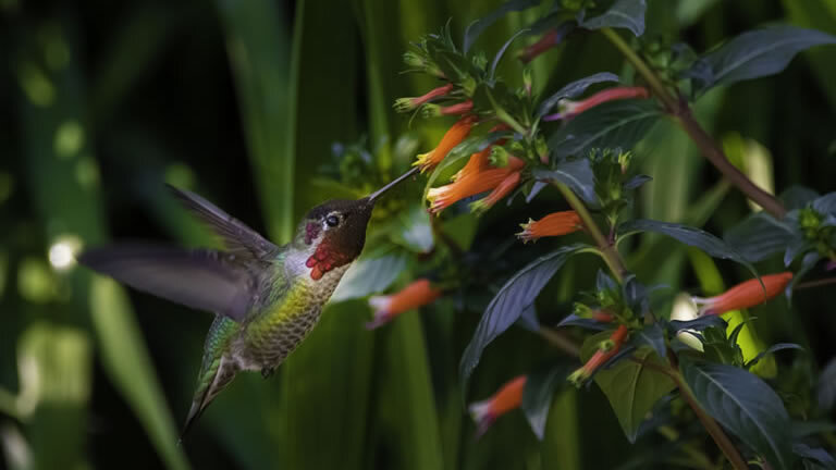 Costa Rica Adventure