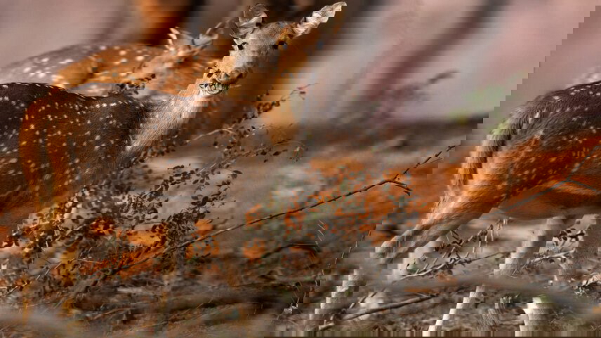 Highlights of Northern India