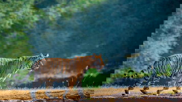 10 Day India’s Taj Mahal & Tigers - Premium Adventure (Exodus)