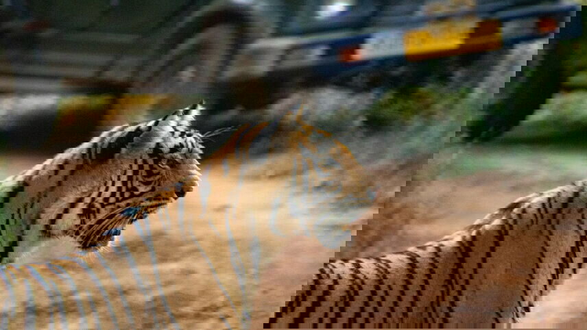 Colours of Rajasthan