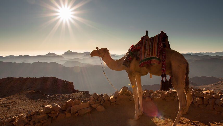 Bedouin Trails of Jordan & Egypt