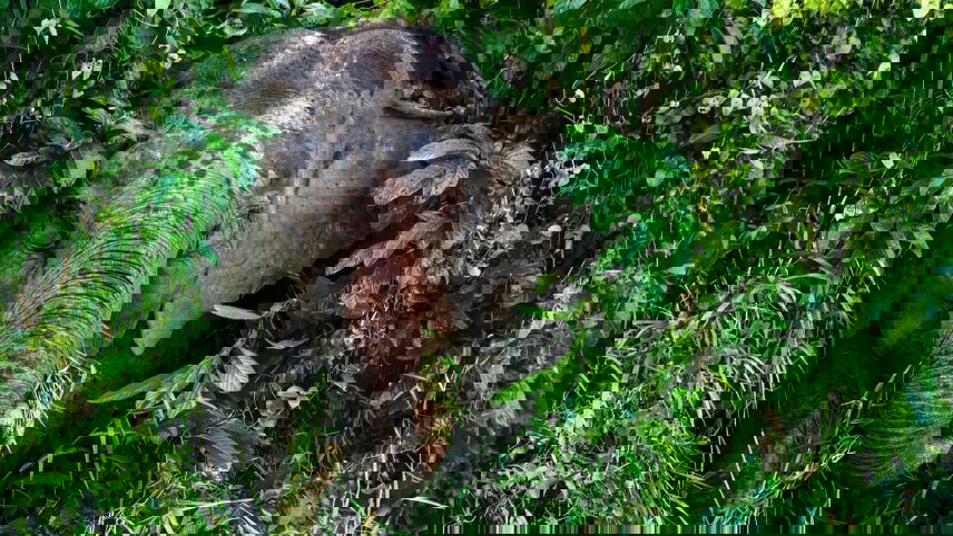 Borneo & the Malaysian Peninsula