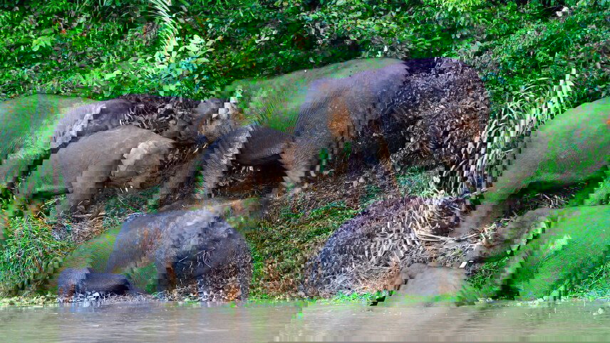 Borneo & the Malaysian Peninsula