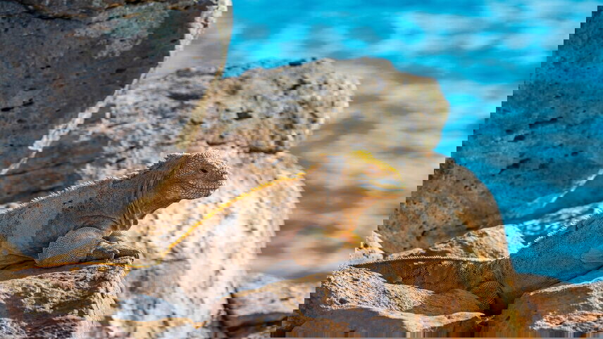 Machu Picchu & Galapagos