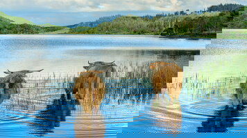 8 Day Classic Scotland: Edinburgh to the Highlands (Exodus)