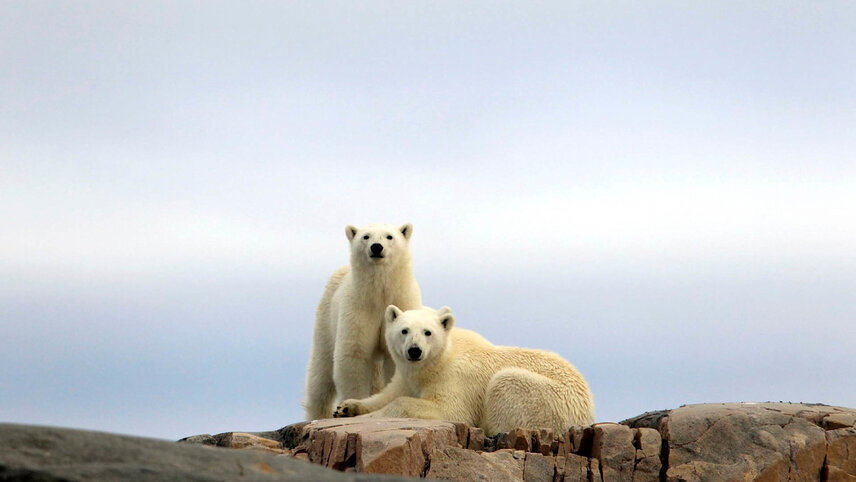 Svalbard Arctic Adventure - Polar Summer