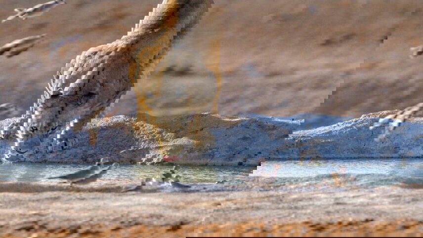 Botswana & Namibia: Delta & Dunes