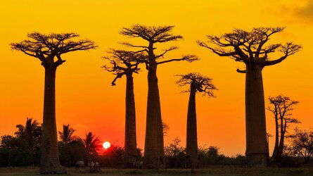 16 Day Madagascan Discoverer (Exodus)