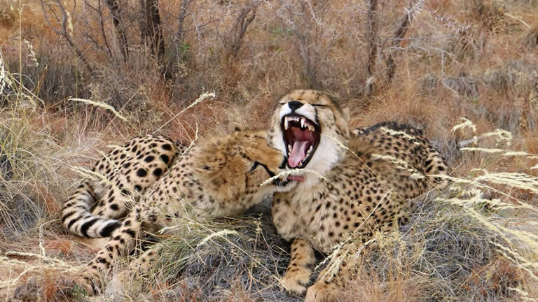 Discover Namibia - Camping