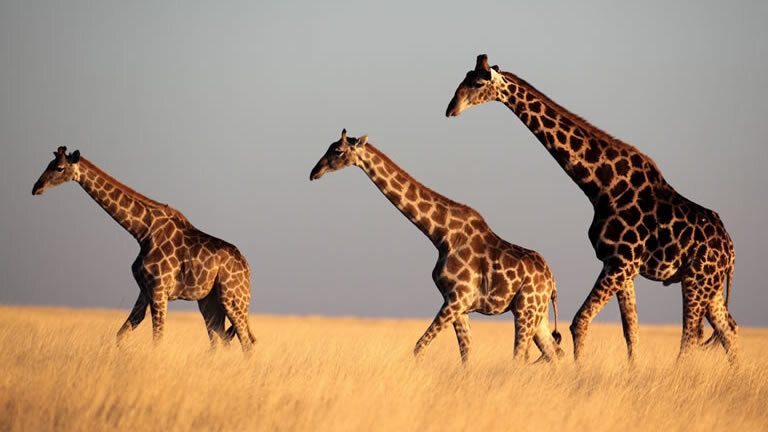 Discover Namibia - Lodges