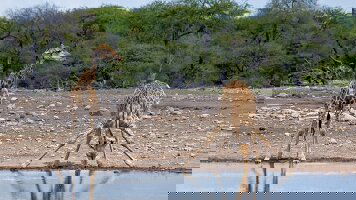 20 Day Victoria Falls to Cape Town - Camping (Exodus)