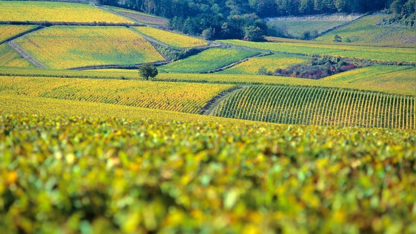 Cycling the Grand Crus of Burgundy