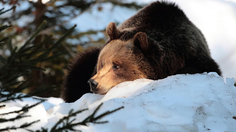 Transylvania Winter Walk & Snowshoe