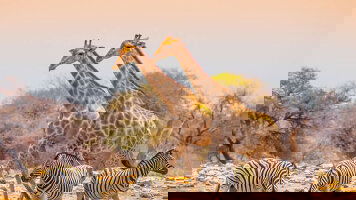 13 Day Namibian Family Adventurer (Exodus)