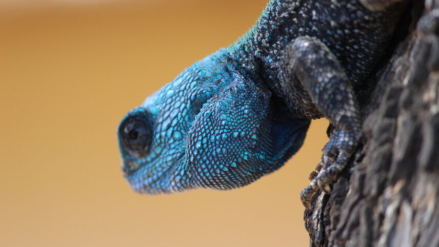 Essential Kruger Safari - Family Adventure