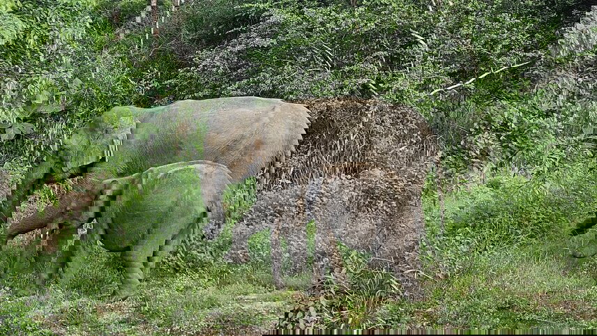 Sri Lanka: Wild Family Adventure