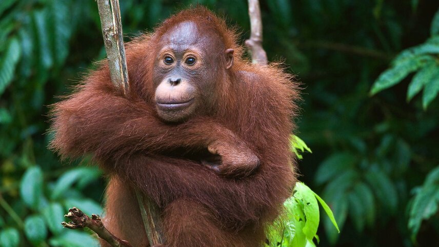 Borneo Wildlife Family Holiday