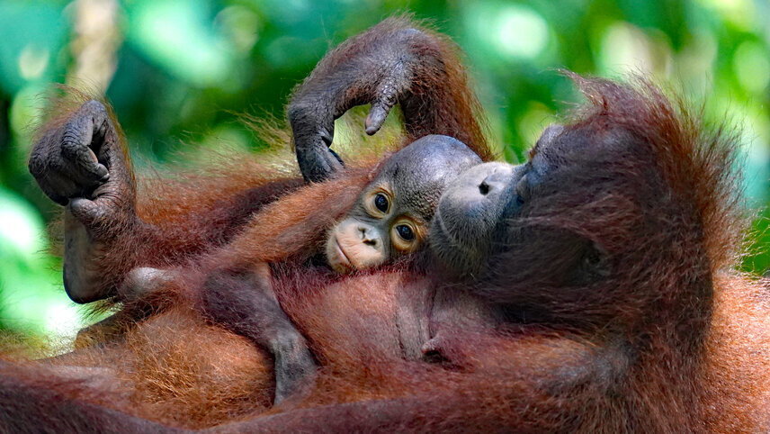 Borneo Family Wildlife Adventure