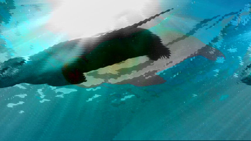 Galapagos Voyage: Back in Time - Premium Adventure