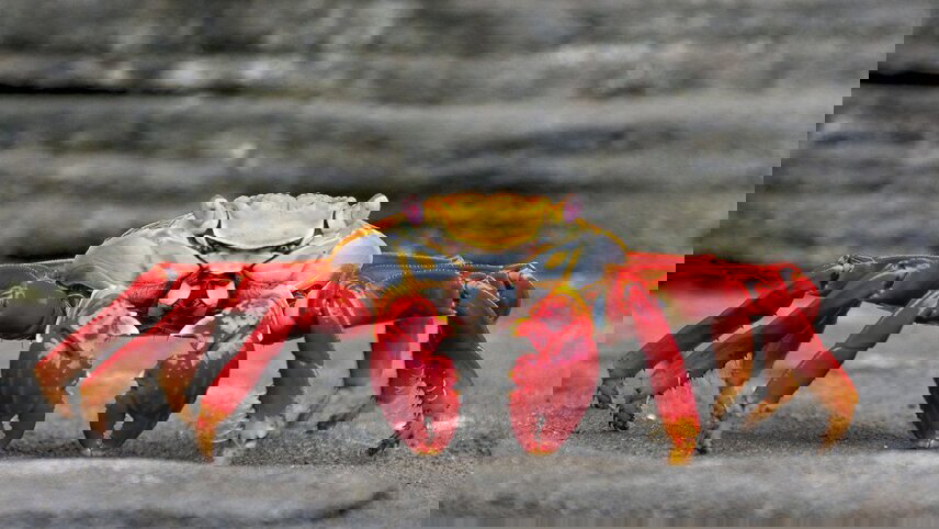 Galapagos Voyage: Back in Time - Premium Adventure