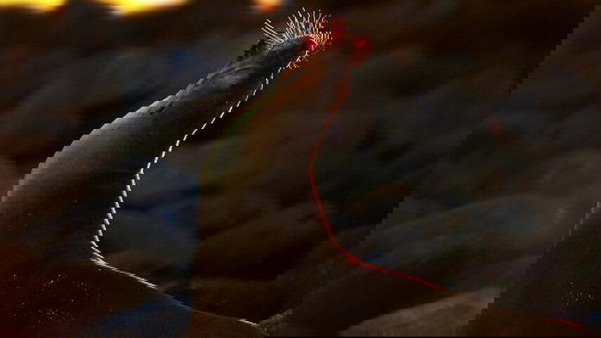 Galapagos Voyage: Back in Time - Premium Adventure