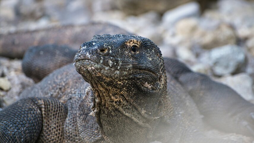 Signature Indonesia - The Sacred Wild Isles