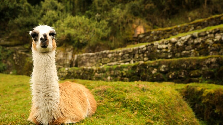 Signature Peru - Threads of the Andes