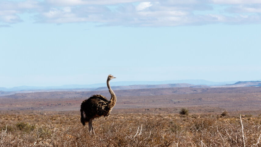 Signature South Africa - Winelands & Wild Shores