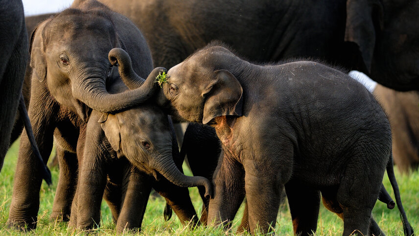 Signature Sri Lanka - The Island of Serendipity