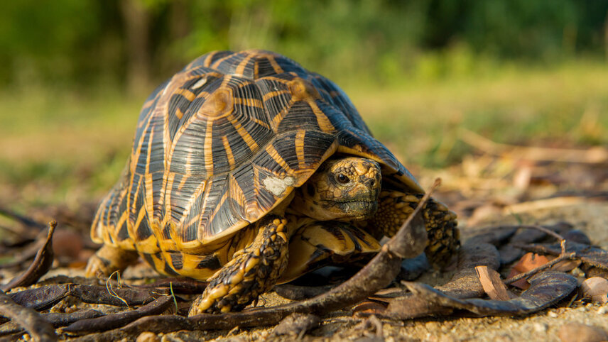 Signature Sri Lanka - The Island of Serendipity